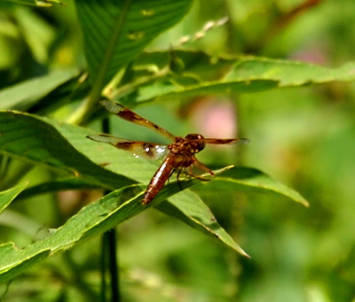 [An eastern amberwing is perched on a leaf. The body seems hollow as if its not yet fully formed. The wings are partially clear and partially colored but still very flexible-looking as if she recently hatched.]